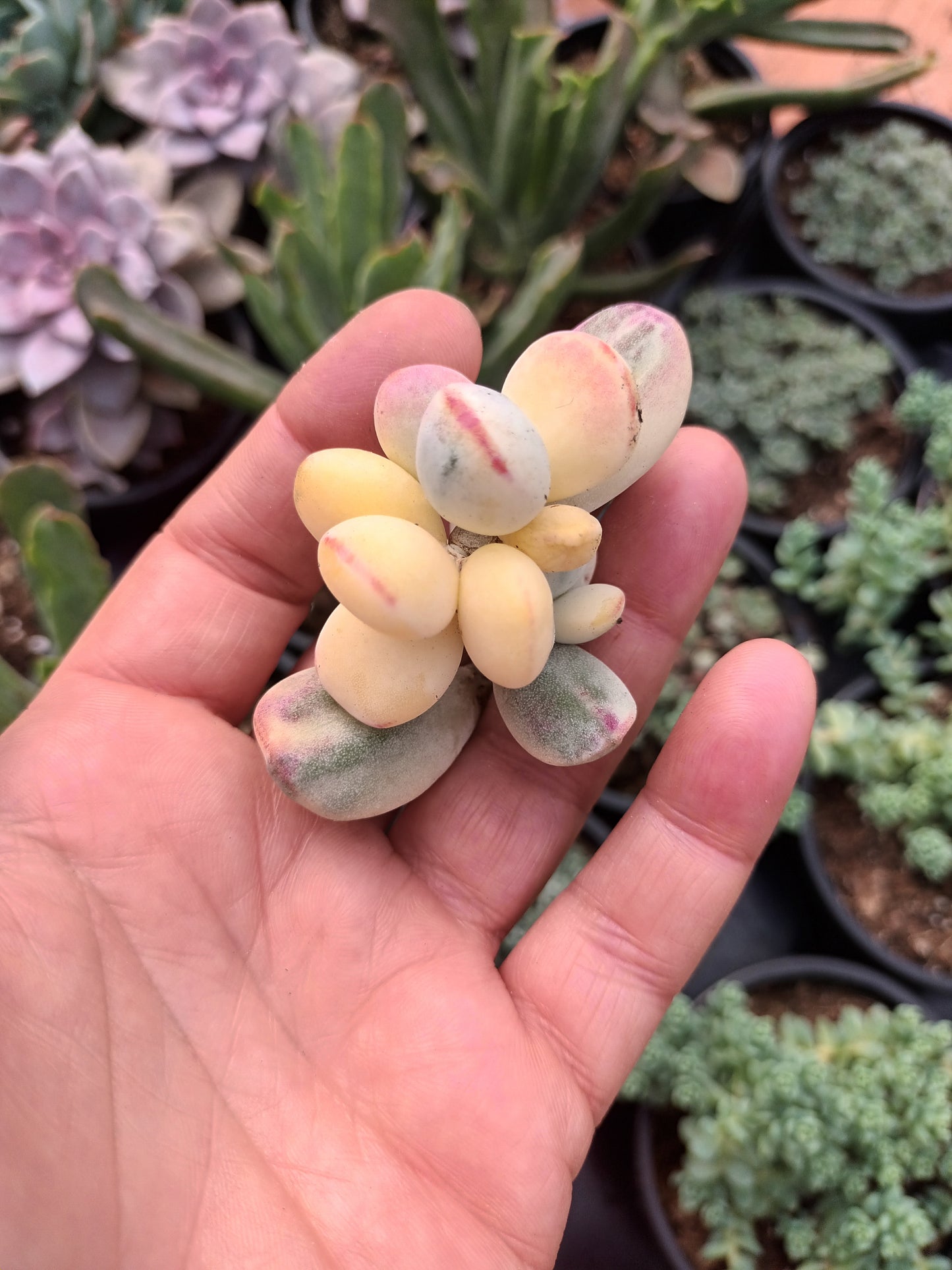 Cotyledon oophylla variegata