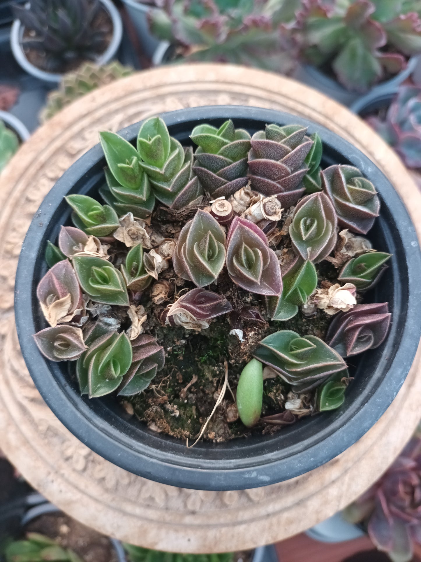 Tradescantia navicularis
