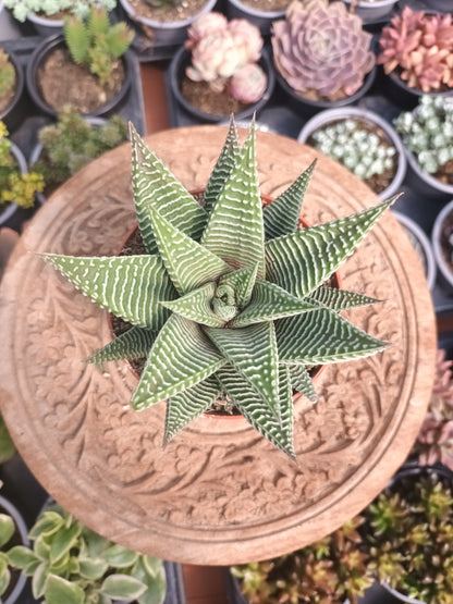 Haworthia 'White Spider'