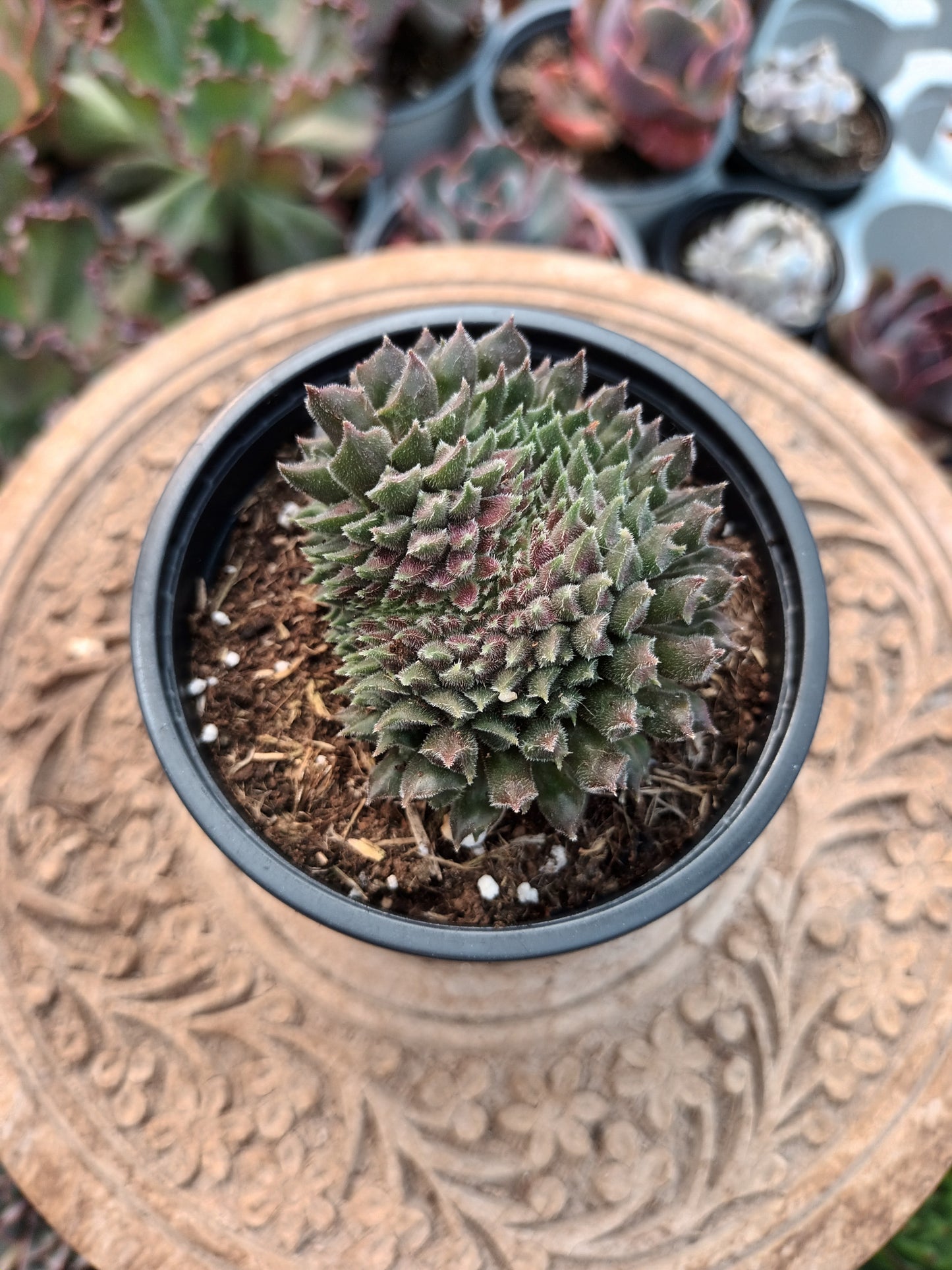 Sempervivum Red Oddity cristata