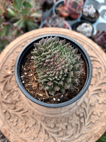 Sempervivum Red Oddity cristata