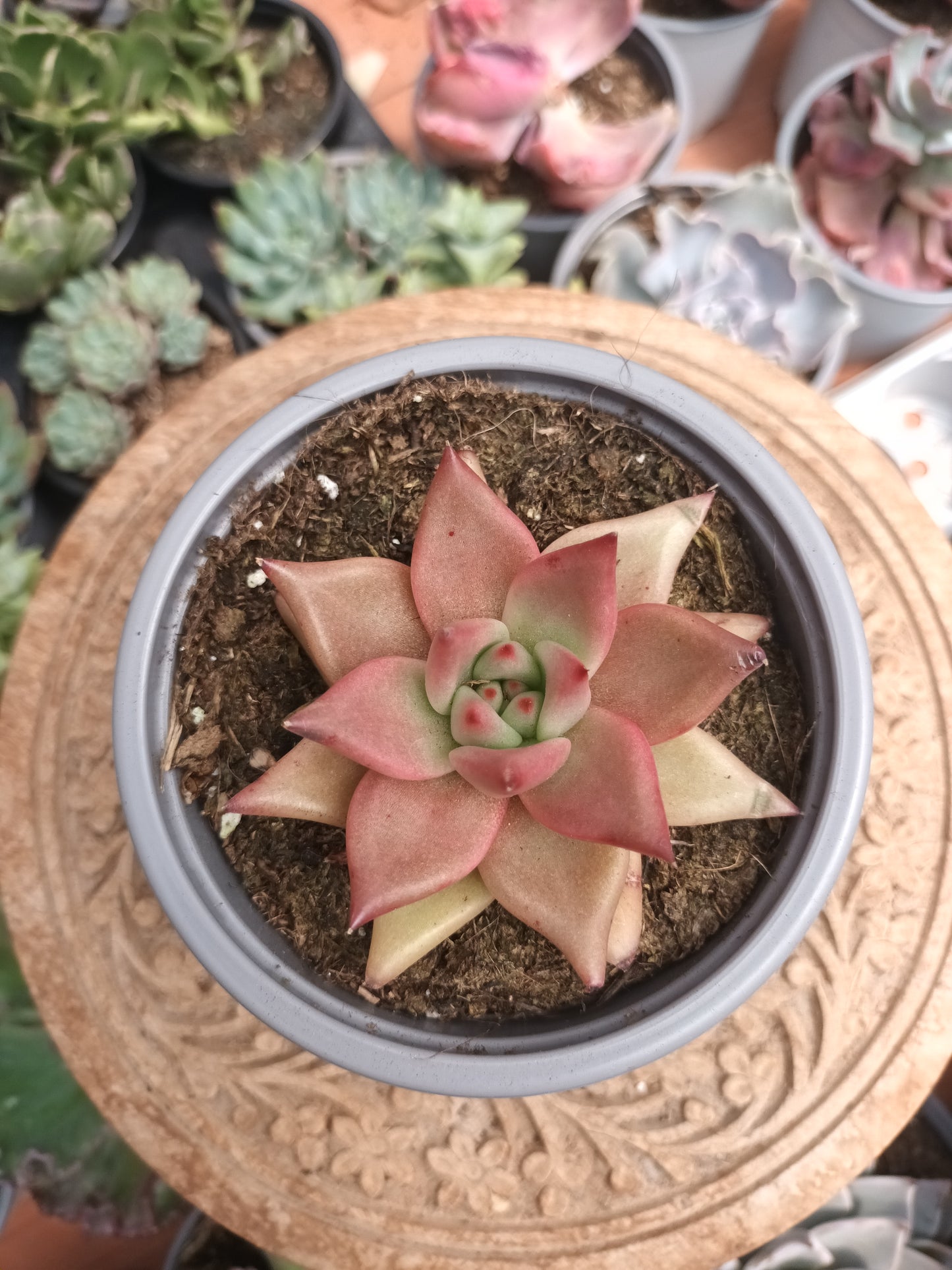 Echeveria agavoides Red Beauty