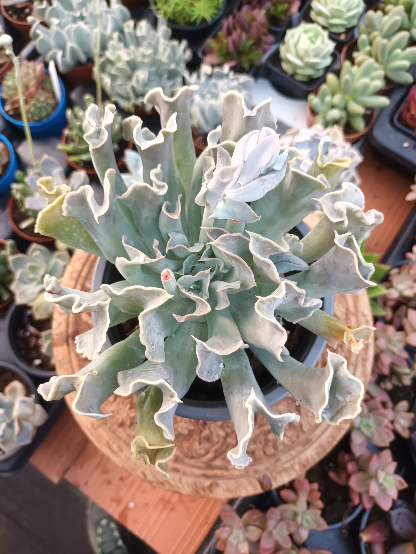 Echeveria nichi