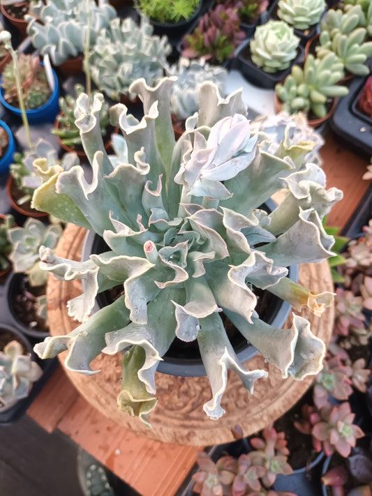 Echeveria nichi