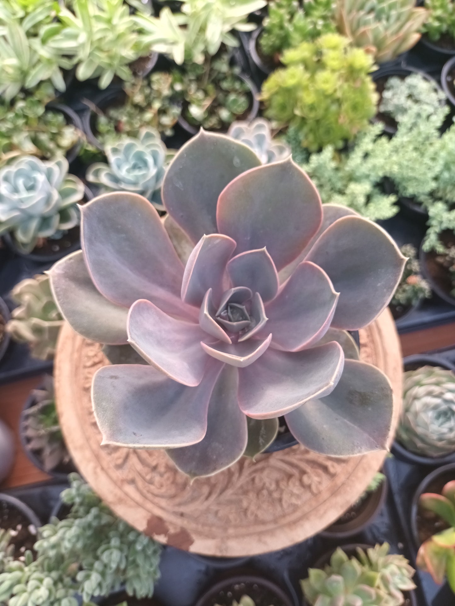 Echeveria perle von Nürnberg