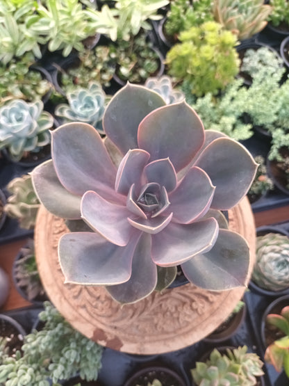 Echeveria perle von Nürnberg