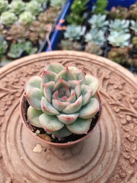 Echeveria hércules