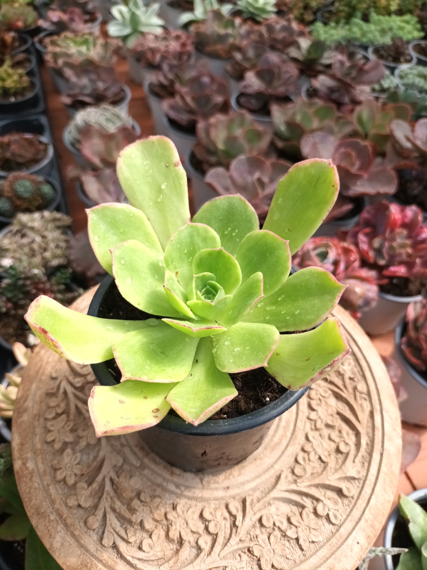 Aeonium orion