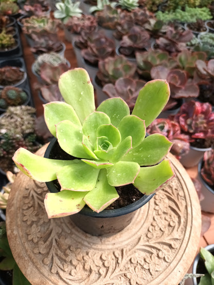 Aeonium orion