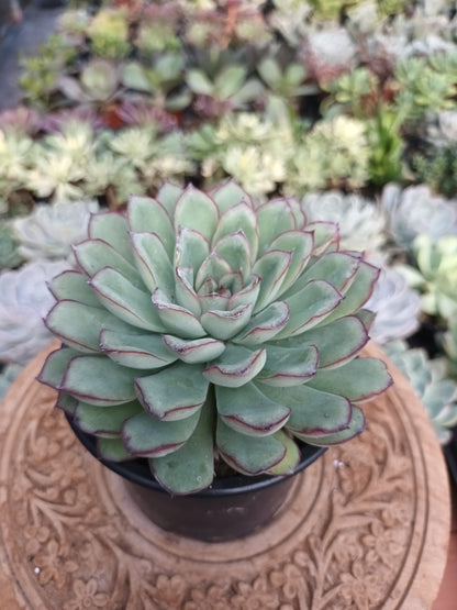 Echeveria 'Pelusida' / xPulidonis