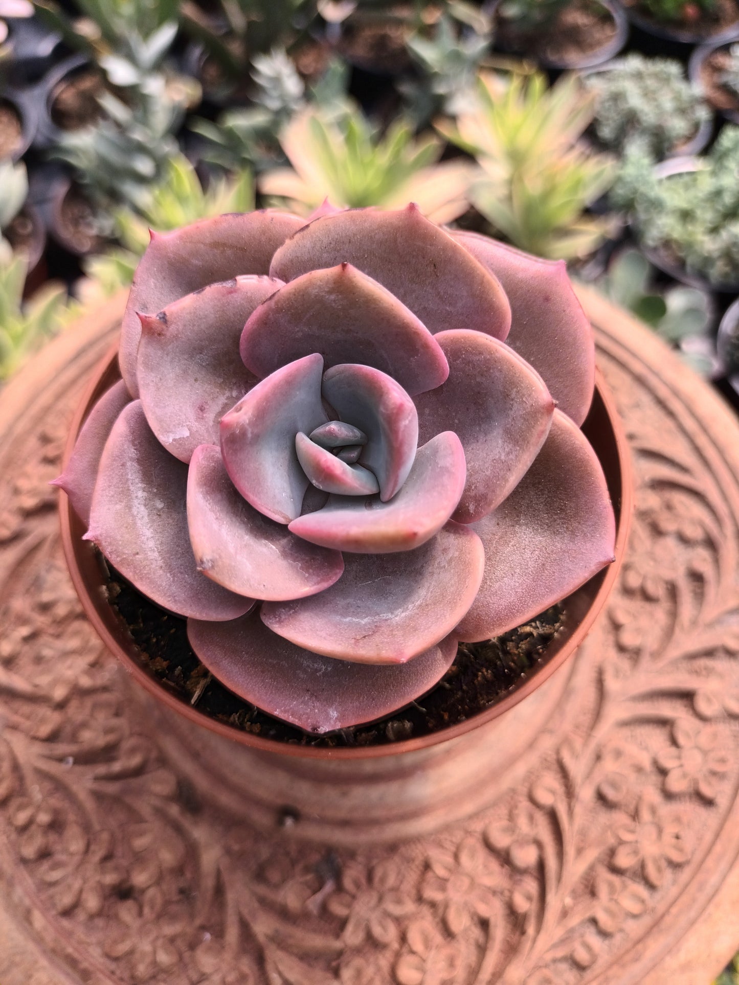 Echeveria Dusty Rose