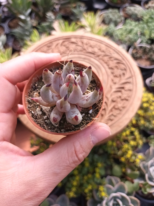 Echeveria ungiculata