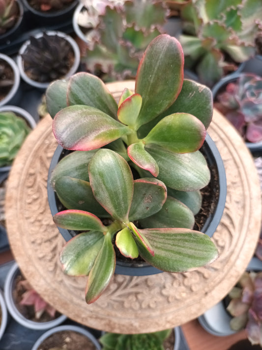 Crassula ovata hummel's sunset variegata