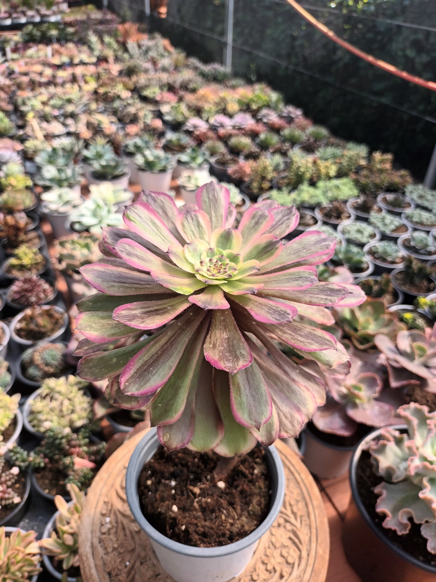 Aeonium fendai