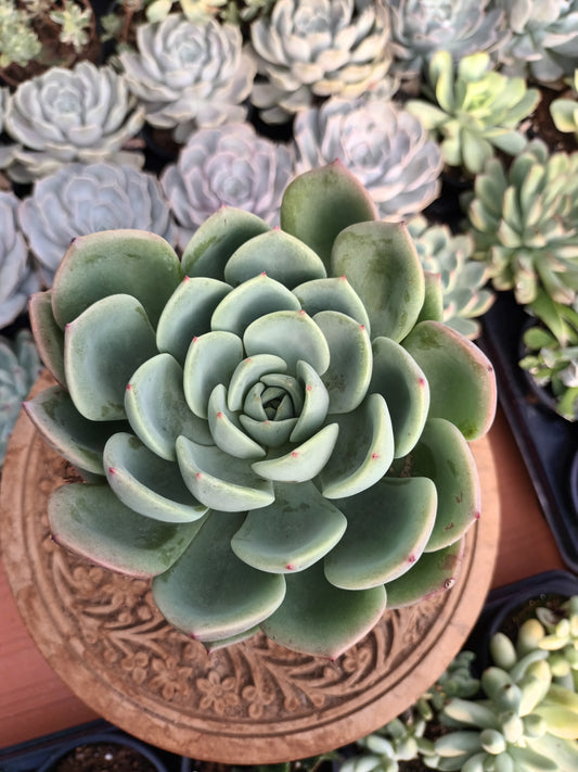 Echeveria Salmón