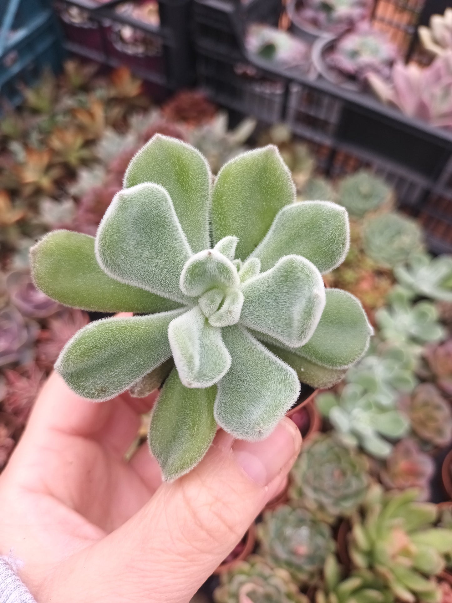 Echeveria Pluvinata Frosty