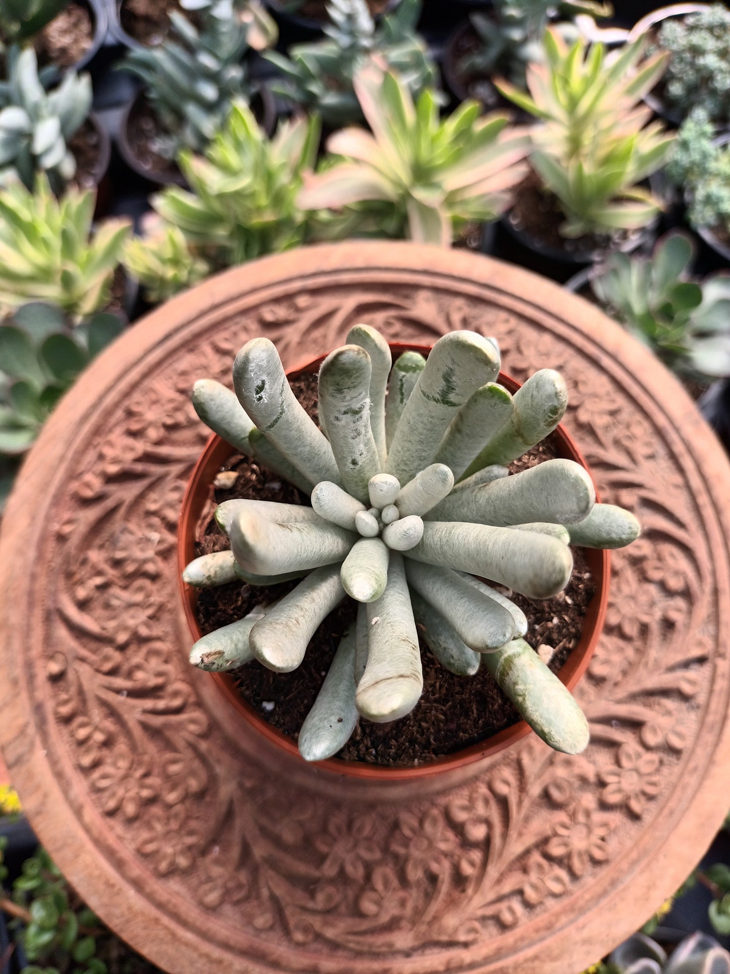 Senecio scaposus