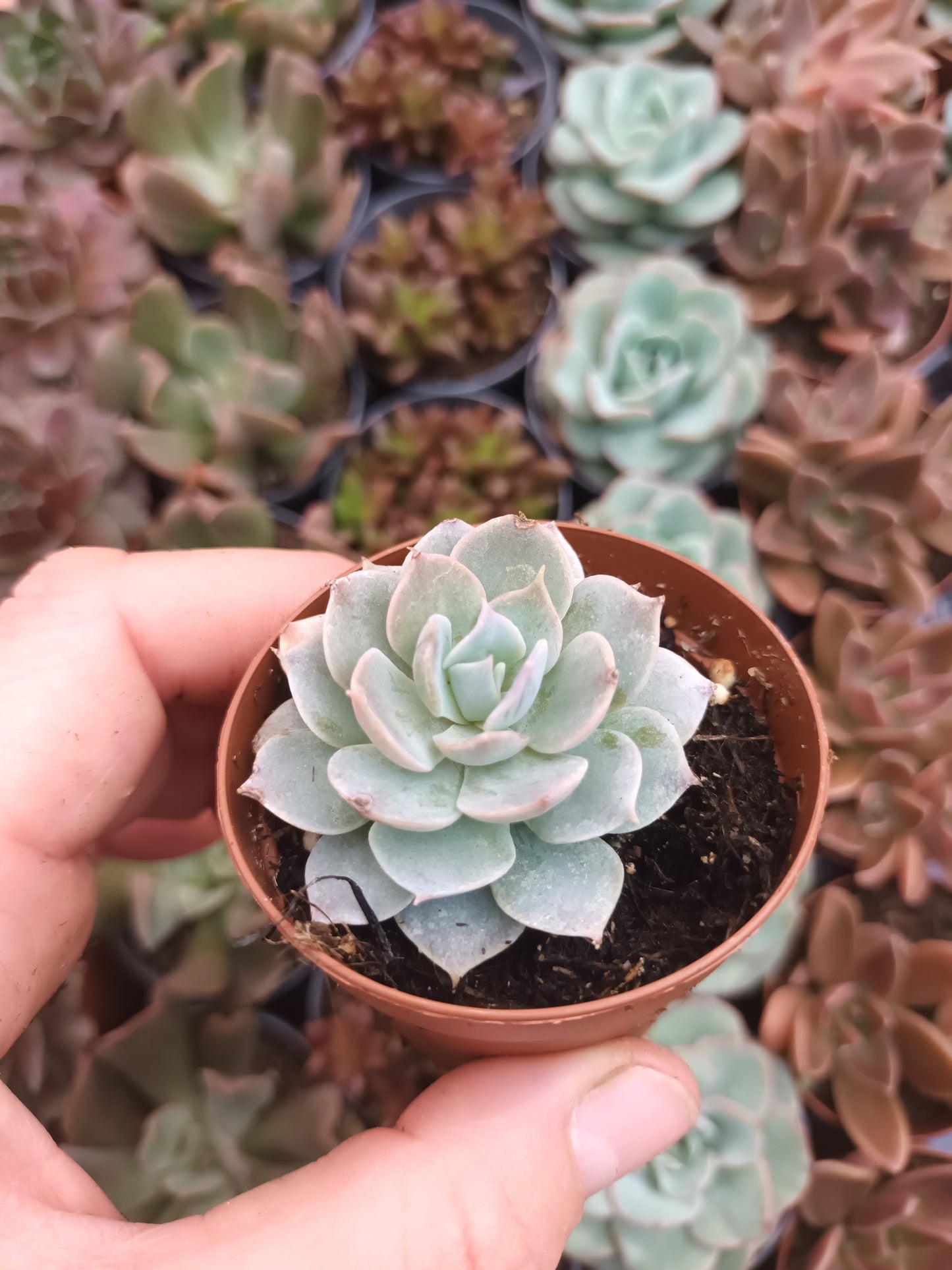 Echeveria canadian