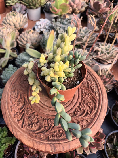 Corpuscularia lehmannii Variegata