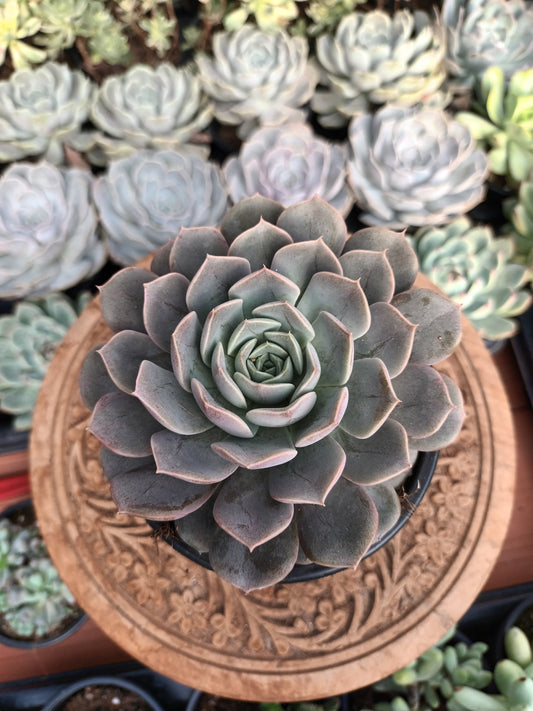 Echeveria 'Starlight'