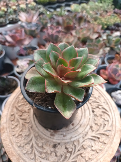 Echeveria Seitan botan