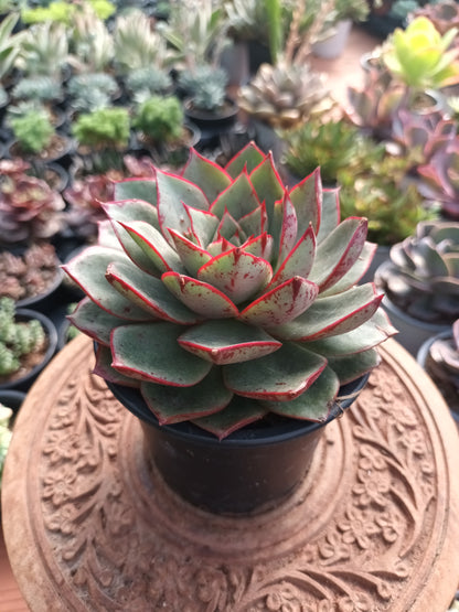 Echeveria longissima var. brachyantha
