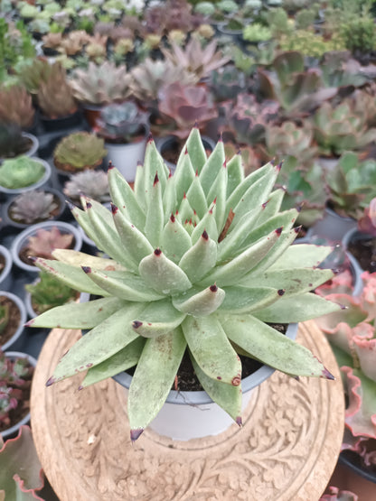 Echeveria agavoides
