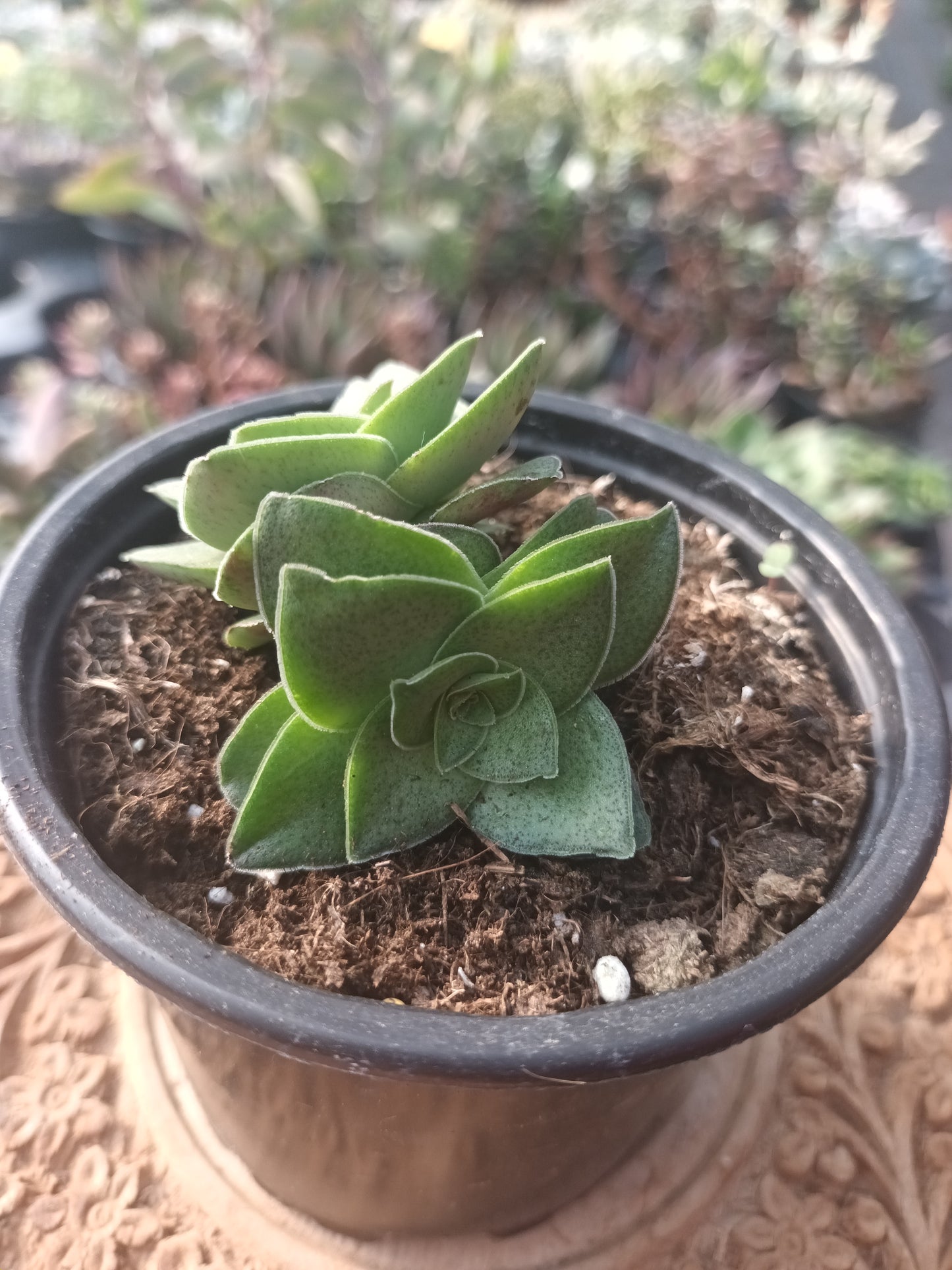 Crassula hemisphaerica