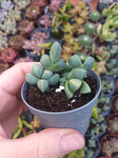 Delosperma lehmannii