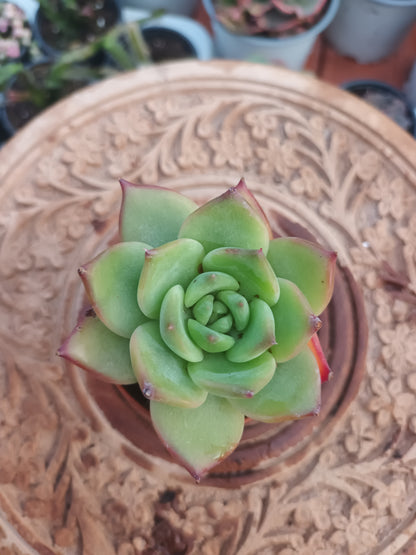 Echeveria  colorata mejico