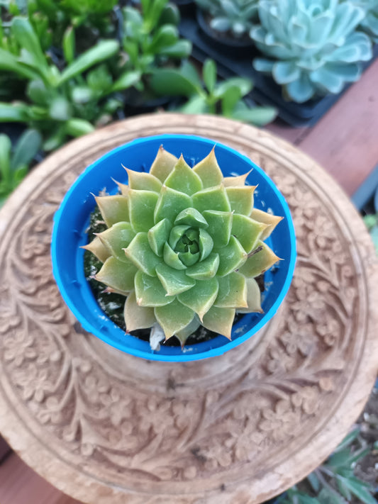 Graptoveria x filiferum hybrid 2