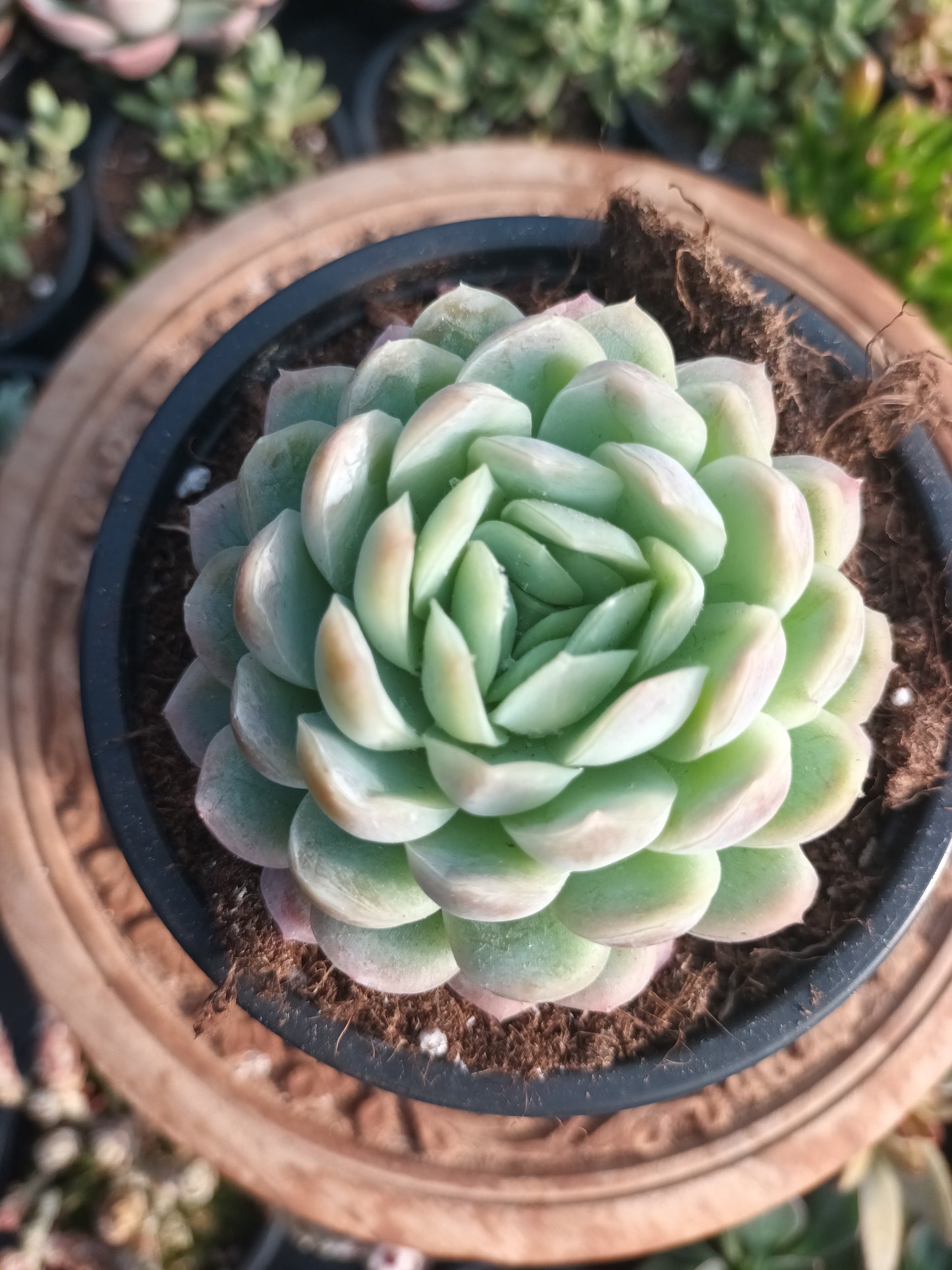 Echeveria Elegans