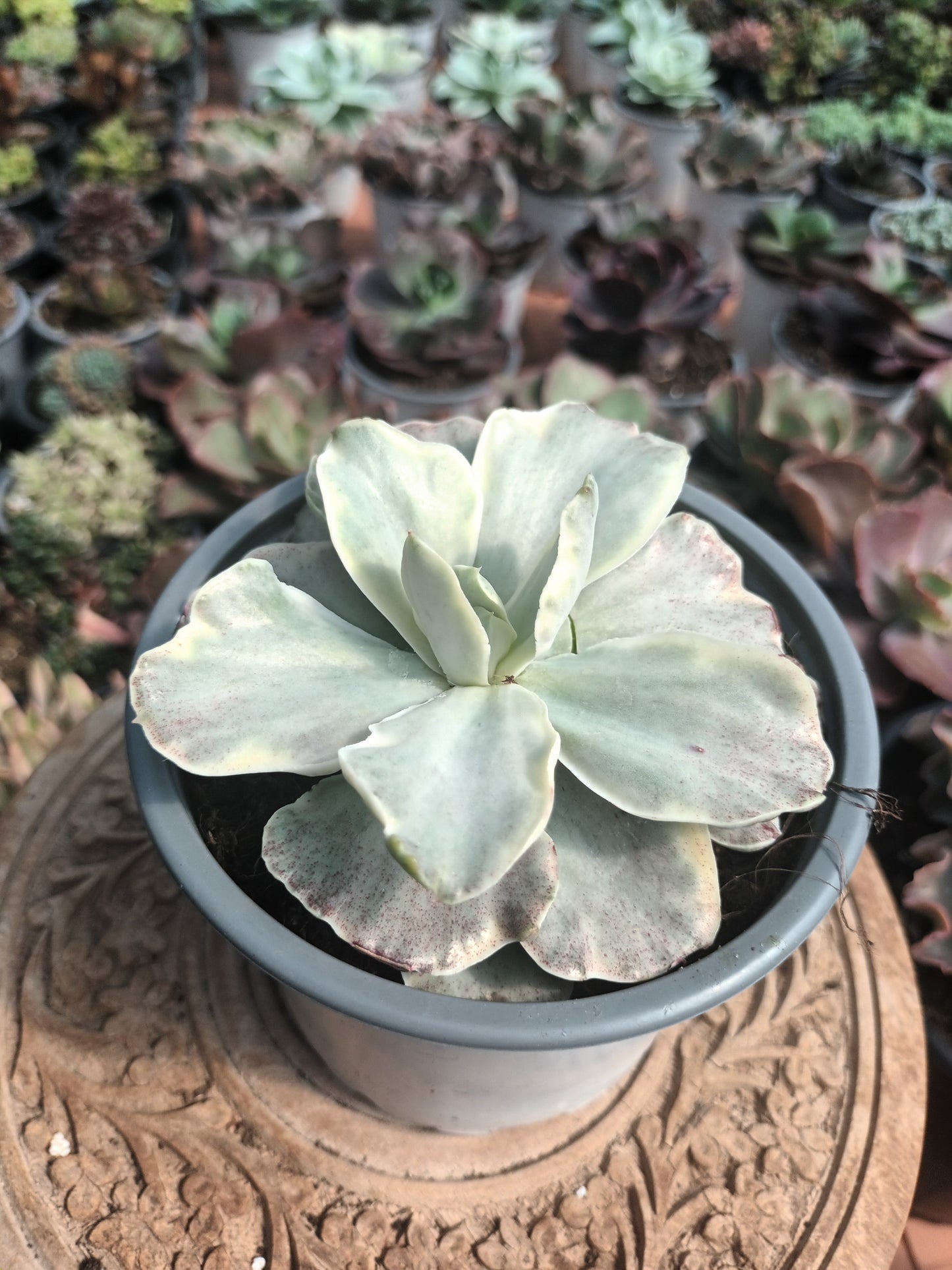Echeveria 'Japan Moon River' variegata