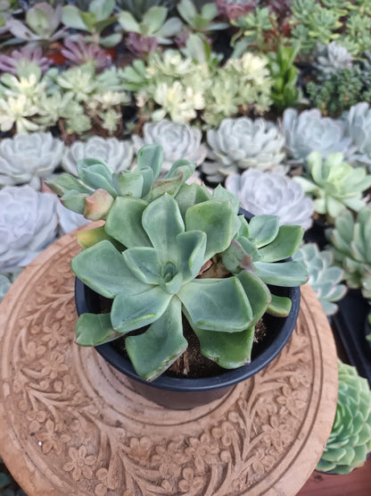 Echeveria setosa var.oteroi
