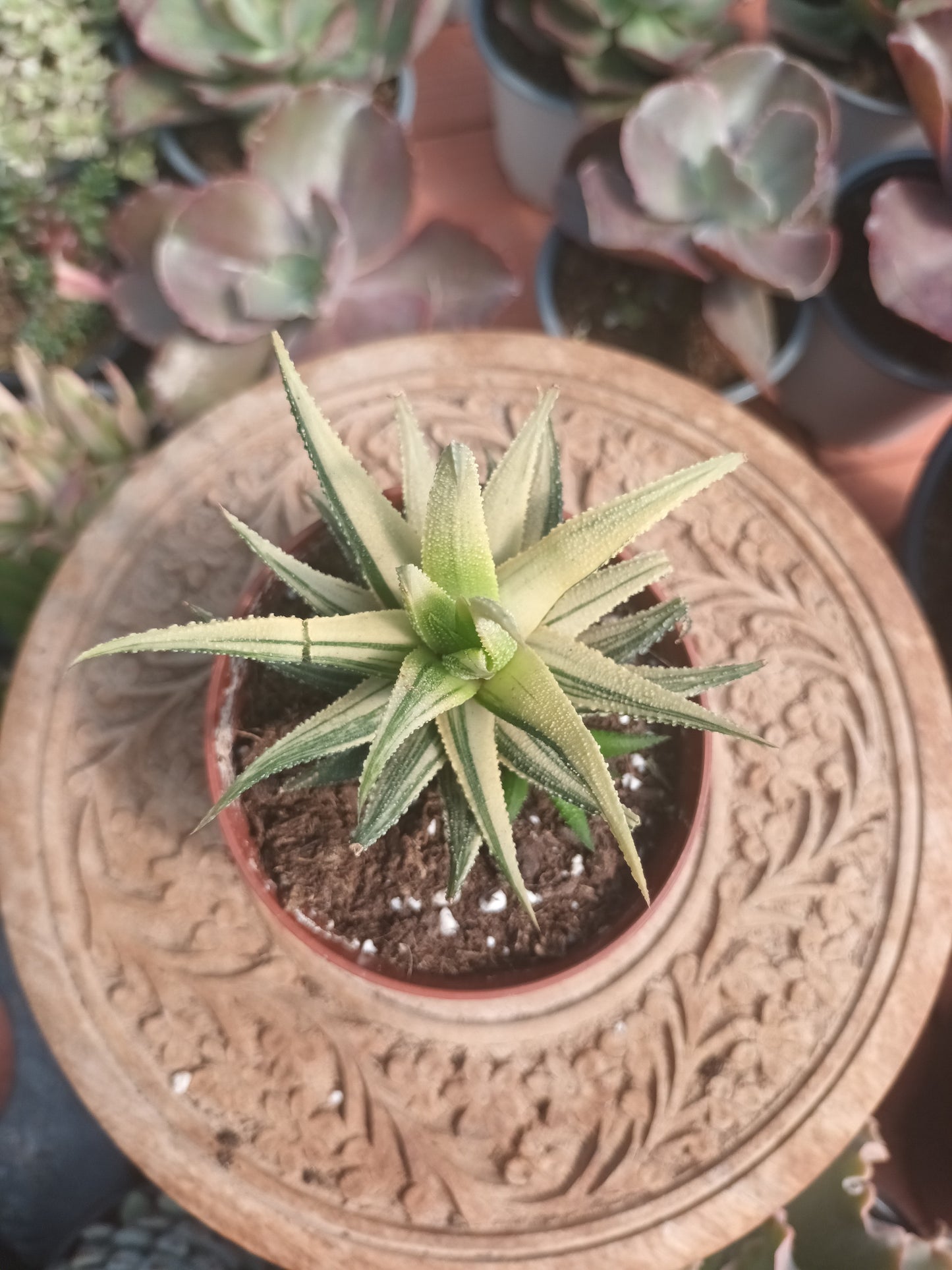 Haworthia attenuata variegata