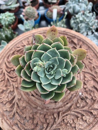 Echeveria spp
