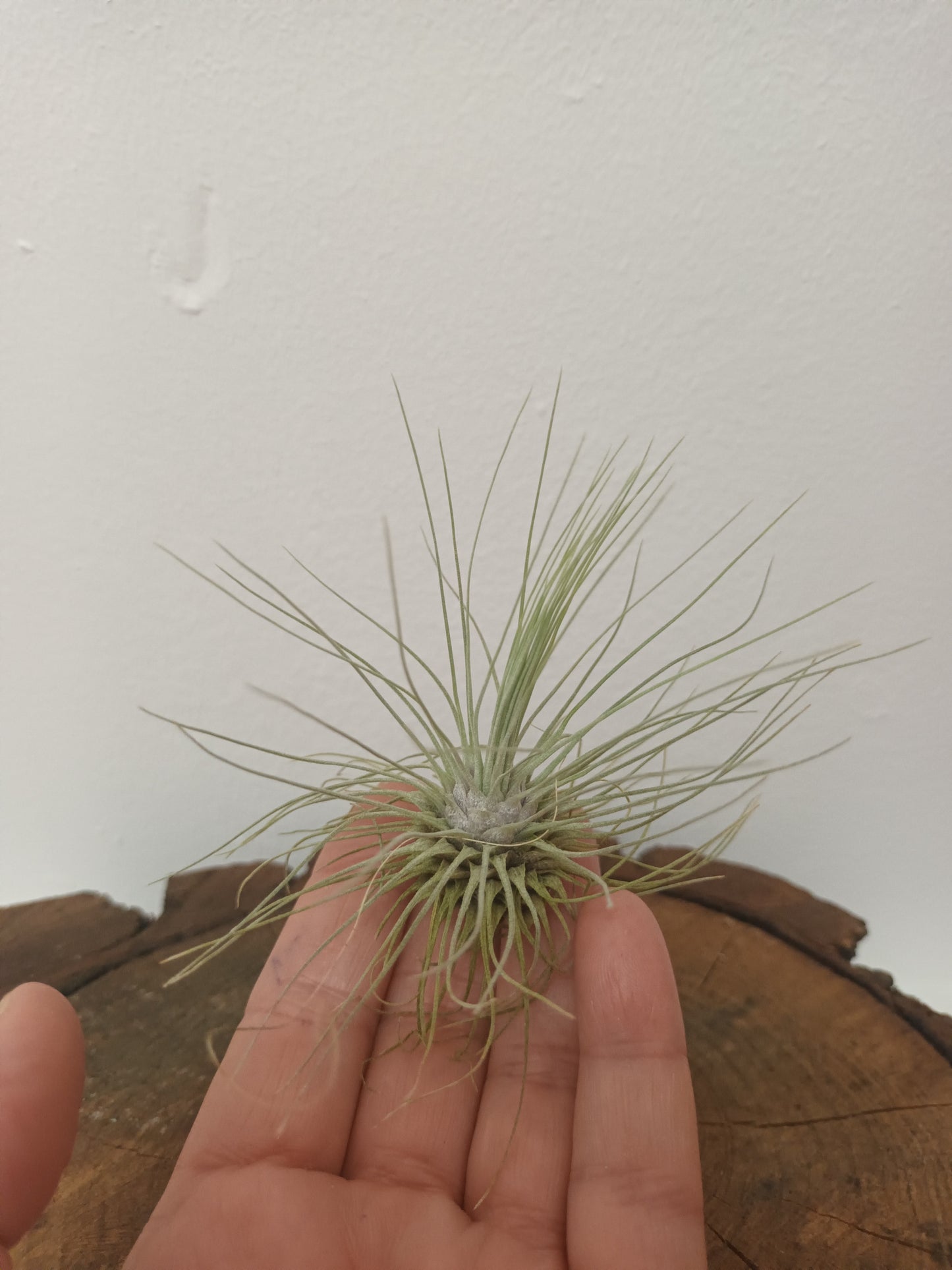 Tillandsia fuchsii f.gracilis