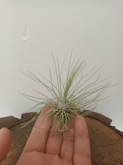 Tillandsia fuchsii f.gracilis