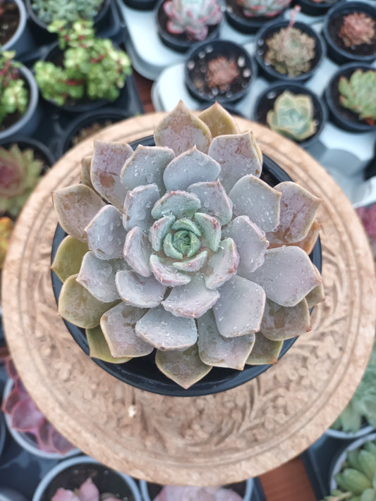 Echeveria carolina