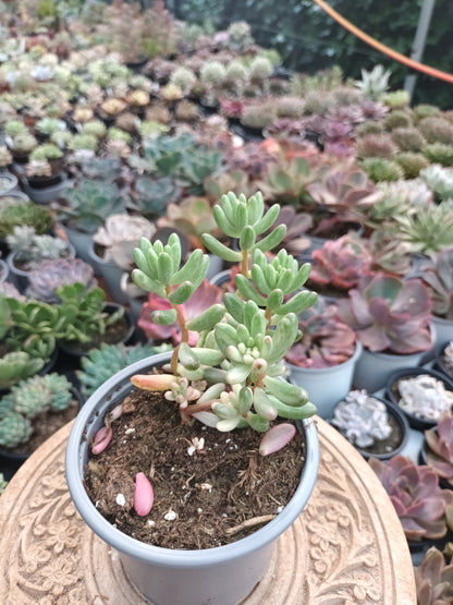 Sedum Rubroticum Aurora