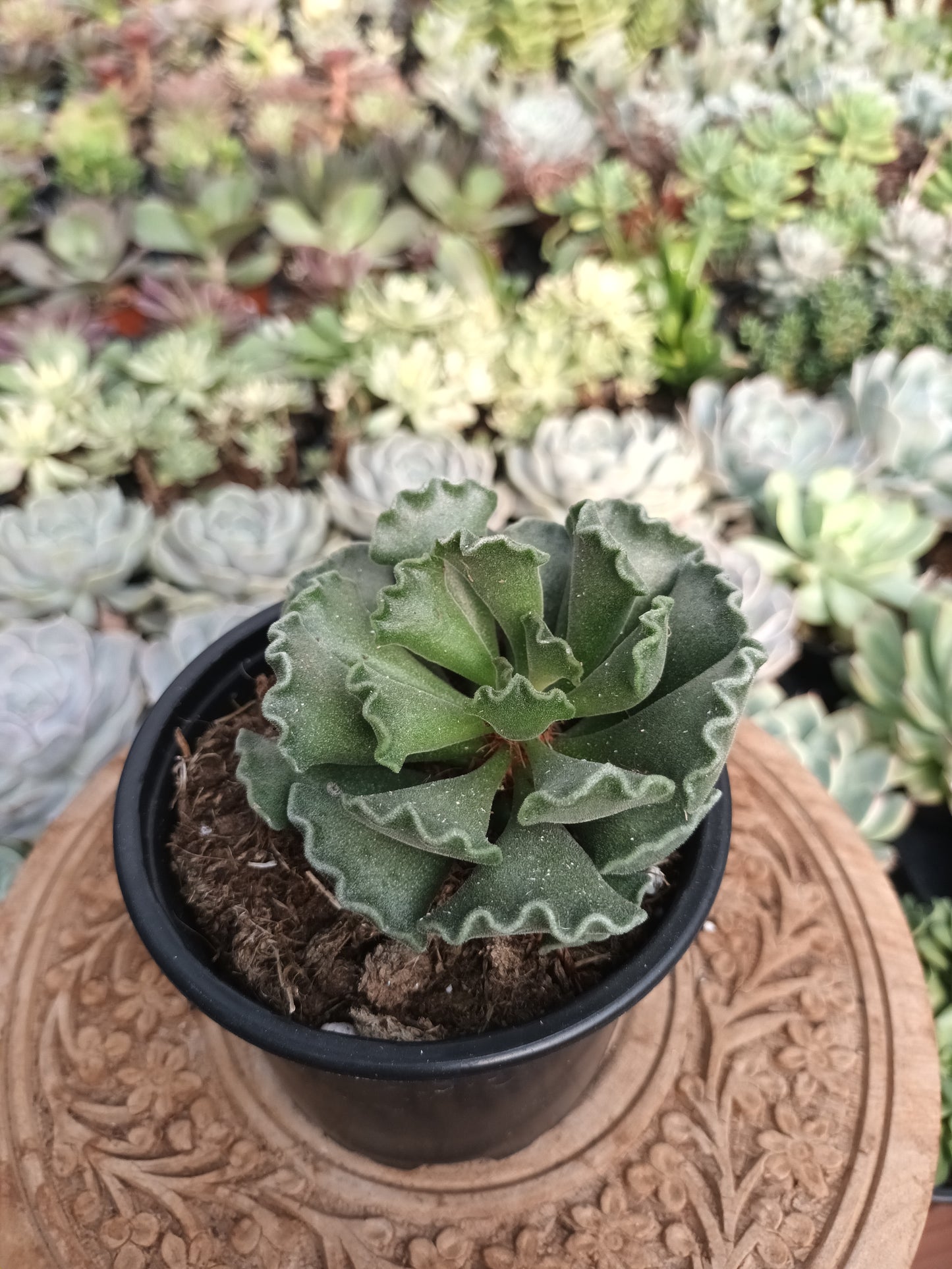 Adromischus Cristatus