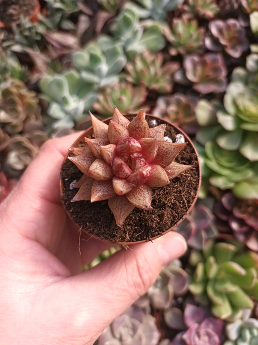 Echeveria Belle Etoile