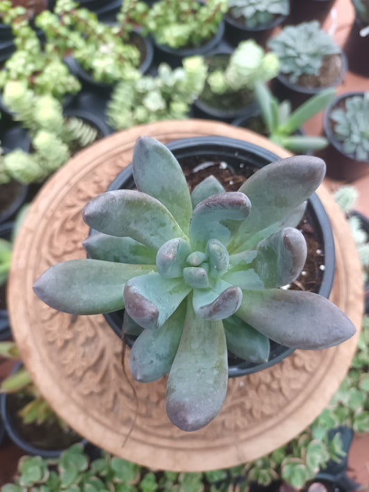 Echeveria chocolate star