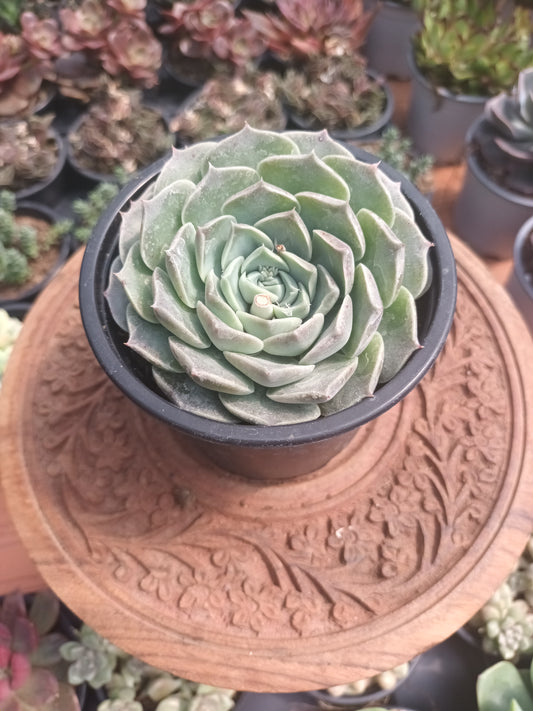 Echeveria halbingeri