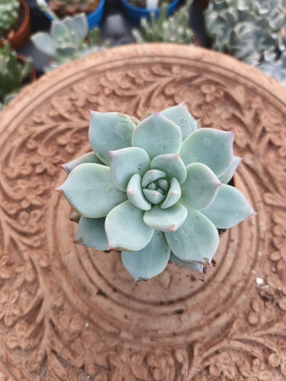 Echeveria Blue Bird