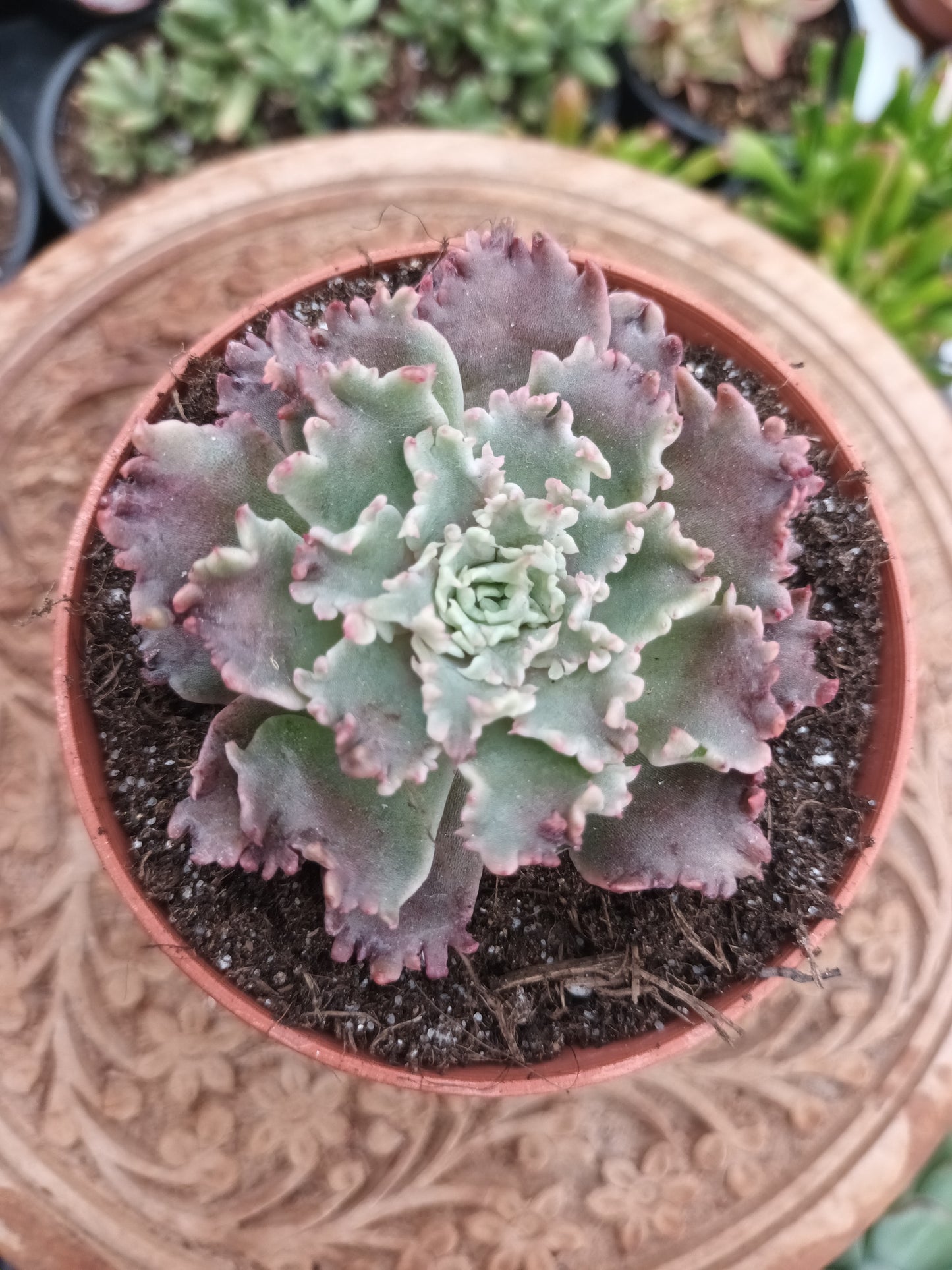 Graptoveria 'starfire'