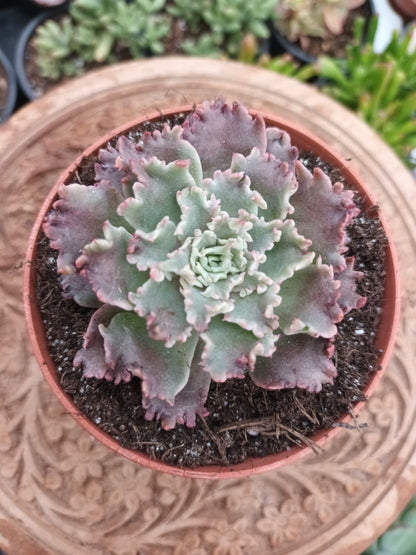 Graptoveria 'starfire'