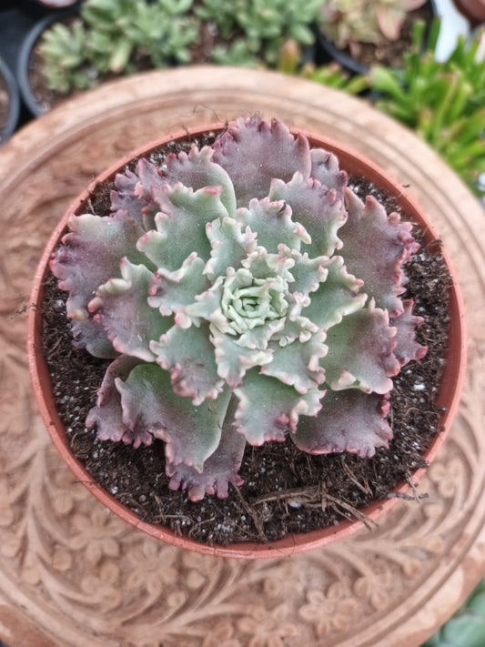 Graptoveria 'starfire'