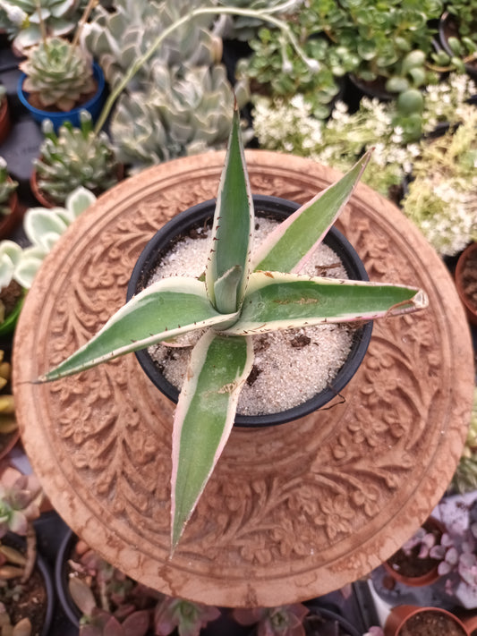 Agave guiengola f. marginata cv. Creme Brule