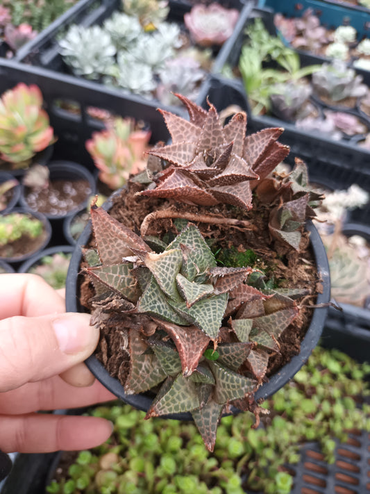 Haworthia tesselata venosa